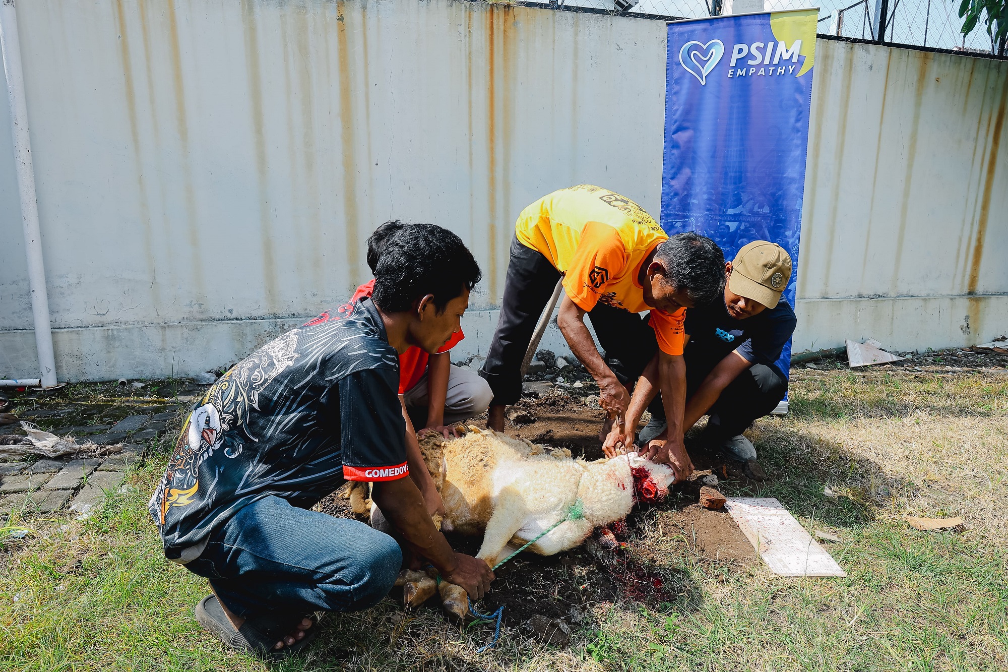 Laskar Mataram kembali menyelenggarakan agenda PSIM Empathy tahunan, yakni perayaan Iduladha 1447 Hijriyah dengan menyembelih tiga kambing.